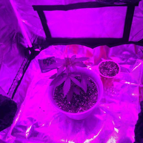 purple scout 💜  growlog photo: day 2 of 1/2 tablespoon of nutrients 