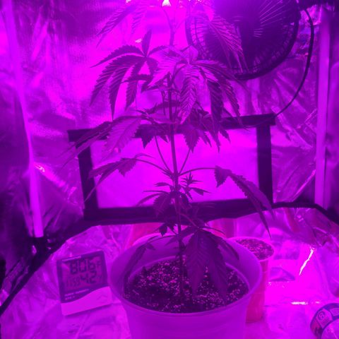 purple scout 💜  growlog photo: trimming 