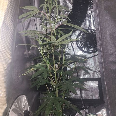 purple scout 💜  growlog timeline photo