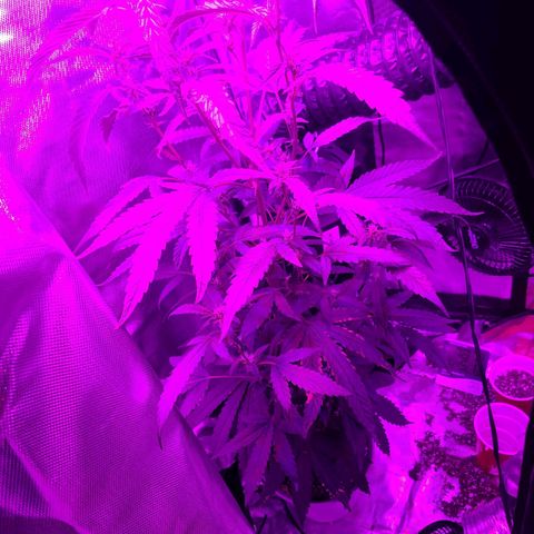 purple scout 💜  growlog photo: buds are out