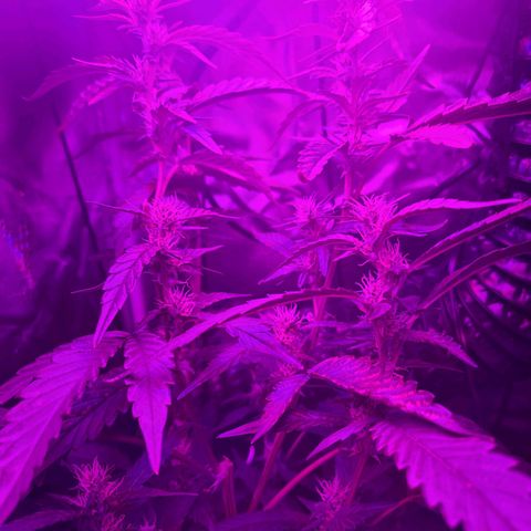 purple scout 💜  growlog photo: Hola buds(next water cycle possible introduce 3rd fertilizer big bloom)
