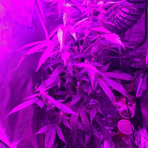 purple scout 💜  growlog photo: Hola buds(next water cycle possible introduce 3rd fertilizer big bloom)