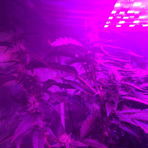 purple scout 💜  growlog photo: looking good 👍 