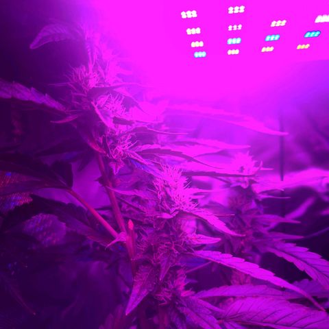 purple scout 💜  growlog photo: looking good 👍 