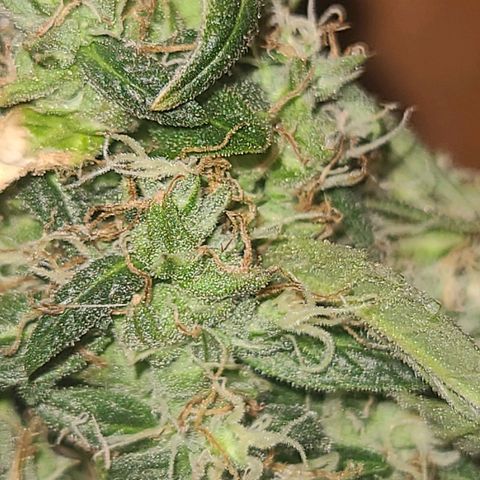 purple scout 💜  growlog photo: started flushing buds are ready 