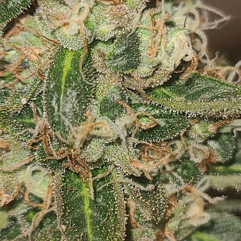 purple scout 💜  growlog photo: started flushing buds are ready 