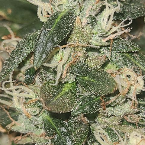 purple scout 💜  growlog photo: started flushing buds are ready 