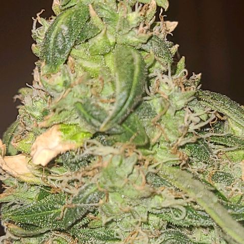 purple scout 💜  growlog photo: started flushing buds are ready 
