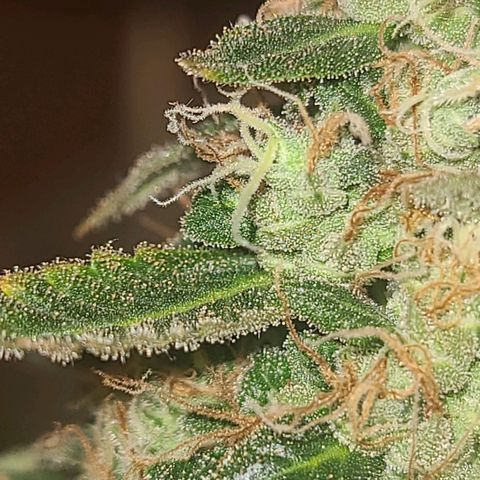 purple scout 💜  growlog photo: started flushing buds are ready 