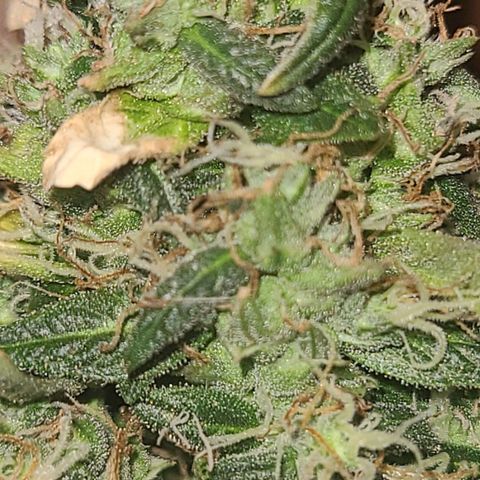 purple scout 💜  growlog photo: started flushing buds are ready 