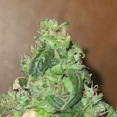 purple scout 💜  growlog photo: started flushing buds are ready 