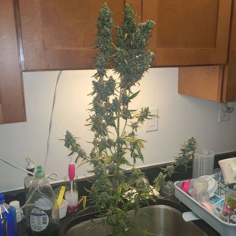 purple scout 💜  growlog photo: started flushing buds are ready 