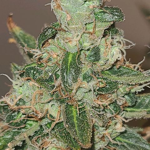 purple scout 💜  growlog photo: started flushing buds are ready 