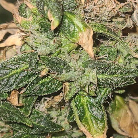 purple scout 💜  growlog photo: started flushing buds are ready 
