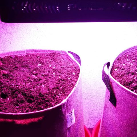 Sticky orange XXL automatic #twins growlog photo: Mary Jane twins