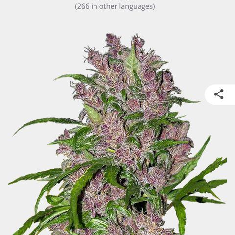 Purple bud automatic #twins growlog timeline photo