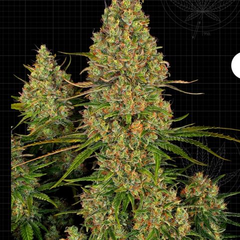 Sticky orange XXL automatic #twins growlog timeline photo