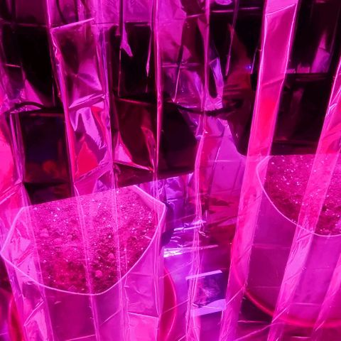 Sticky orange XXL automatic #twins growlog photo: Estufa pronta, só esperar que as meninas cresçam.