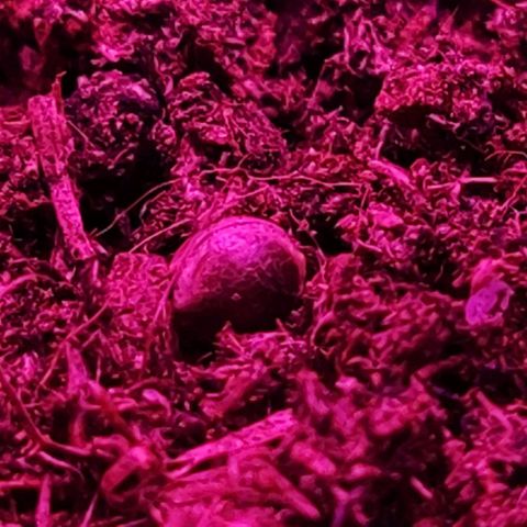 Sticky orange XXL automatic #twins growlog photo: Já está a espreita 🌱