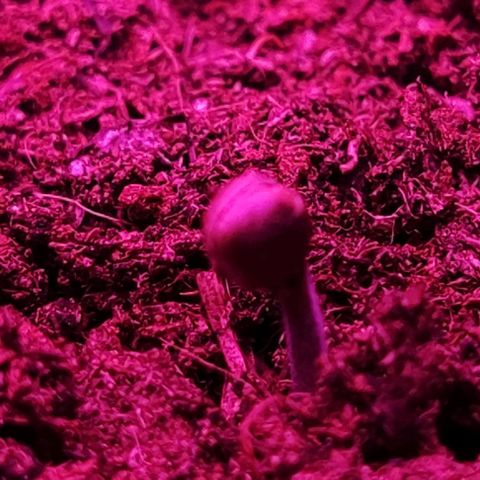 Sticky orange XXL automatic #twins growlog photo: Ma ladies