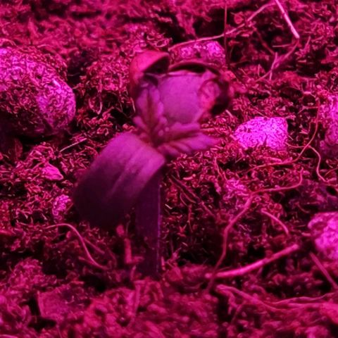 Sticky orange XXL automatic #twins growlog photo: Ma ladies