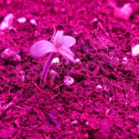 Sticky orange XXL automatic #twins growlog photo: A twin junta-se a festa e a tímida já saiu da casca 🌱