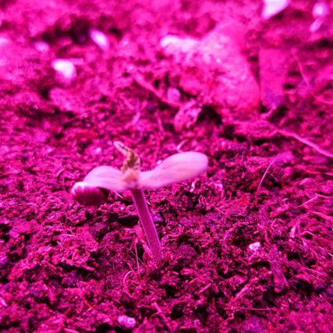 Sticky orange XXL automatic #twins growlog photo: A twin junta-se a festa e a tímida já saiu da casca 🌱
