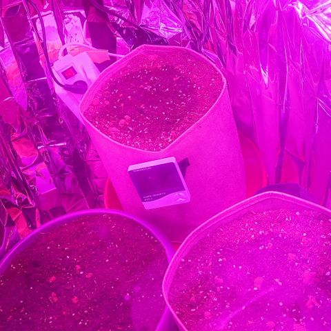 Sticky orange XXL automatic #twins growlog photo: A twin junta-se a festa e a tímida já saiu da casca 🌱