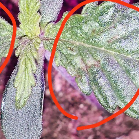 Sticky orange XXL automatic #twins growlog photo: A mais pequenina encontra-se com doença possivelmente derivado a humidade porque não apanha a luz da lâmpada diretamente e removi as folhas, vamos esperar que recupere. Julgo que é a twin purple bud.
As outras duas, sticky orange e purple bud crescem a olhos vistos 🌱