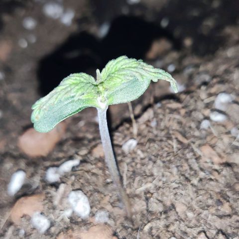 Sticky orange XXL automatic #twins growlog photo: A mais pequenina encontra-se com doença possivelmente derivado a humidade porque não apanha a luz da lâmpada diretamente e removi as folhas, vamos esperar que recupere. Julgo que é a twin purple bud.
As outras duas, sticky orange e purple bud crescem a olhos vistos 🌱