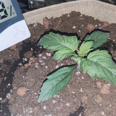 Sticky orange XXL automatic #twins growlog photo: A mais pequenina encontra-se com doença possivelmente derivado a humidade porque não apanha a luz da lâmpada diretamente e removi as folhas, vamos esperar que recupere. Julgo que é a twin purple bud.
As outras duas, sticky orange e purple bud crescem a olhos vistos 🌱