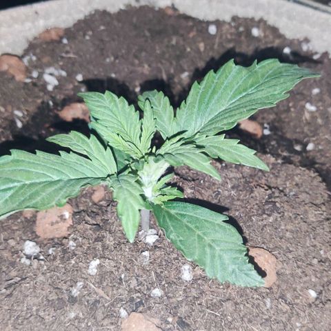 Sticky orange XXL automatic #twins growlog photo: A mais pequenina encontra-se com doença possivelmente derivado a humidade porque não apanha a luz da lâmpada diretamente e removi as folhas, vamos esperar que recupere. Julgo que é a twin purple bud.
As outras duas, sticky orange e purple bud crescem a olhos vistos 🌱