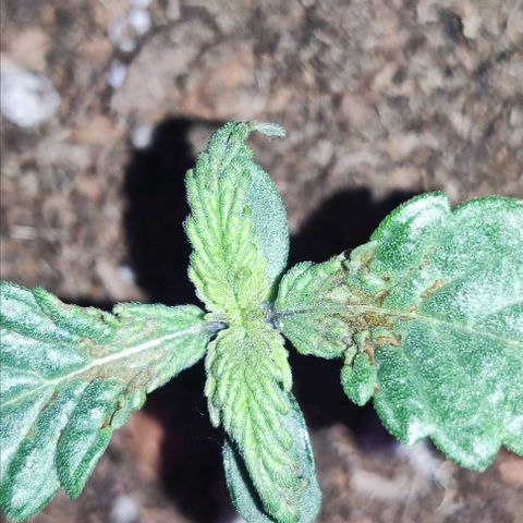 Sticky orange XXL automatic #twins growlog photo: A mais pequenina encontra-se com doença possivelmente derivado a humidade porque não apanha a luz da lâmpada diretamente e removi as folhas, vamos esperar que recupere. Julgo que é a twin purple bud.
As outras duas, sticky orange e purple bud crescem a olhos vistos 🌱