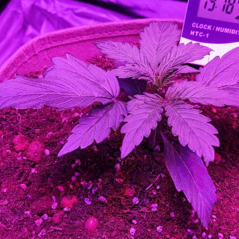 Sticky orange XXL automatic #twins growlog timeline photo