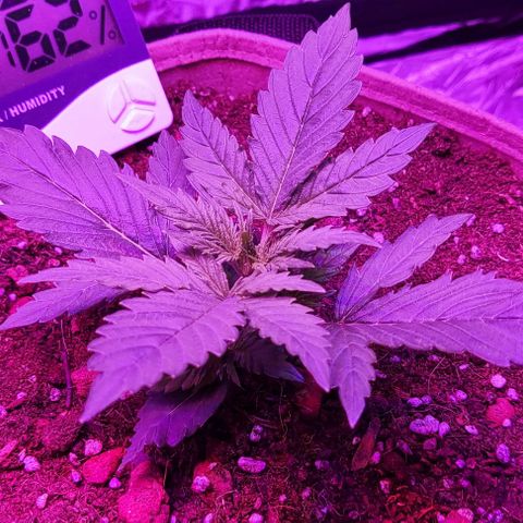 Sticky orange XXL automatic #twins growlog timeline photo