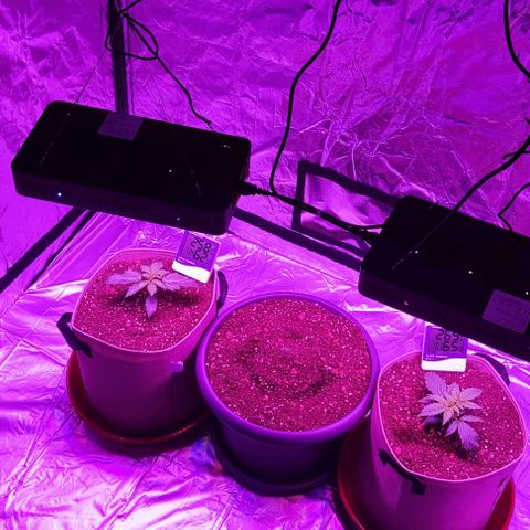 Sticky orange XXL automatic #twins growlog timeline photo