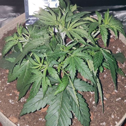 Sticky orange XXL automatic #twins growlog timeline photo
