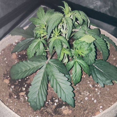 Sticky orange XXL automatic #twins growlog timeline photo
