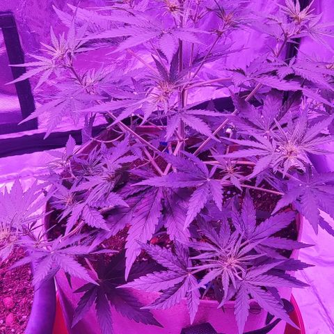 Sticky orange XXL automatic #twins growlog timeline photo
