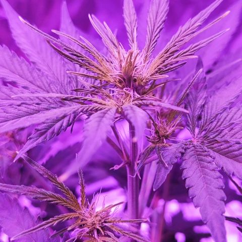 Sticky orange XXL automatic #twins growlog timeline photo