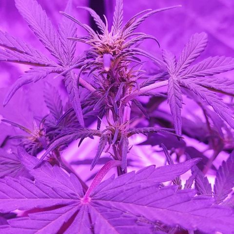 Sticky orange XXL automatic #twins growlog timeline photo