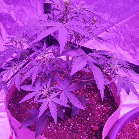 Sticky orange XXL automatic #twins growlog timeline photo