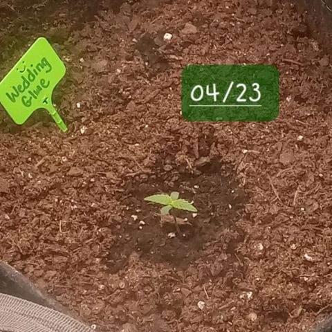 Wedding Glue Auto  growlog timeline photo