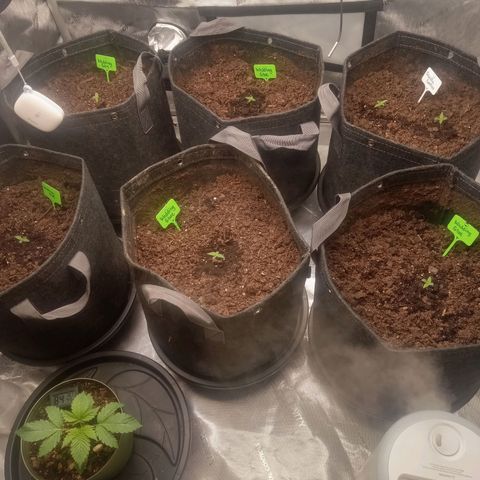 Wedding Glue Auto  growlog timeline photo