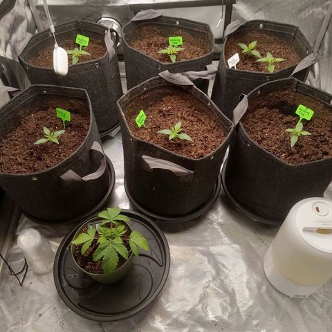 Wedding Glue Auto  growlog timeline photo