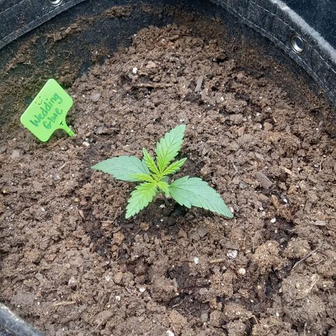 Wedding Glue Auto  growlog timeline photo