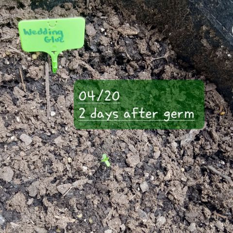 Wedding Glue Auto  growlog timeline photo