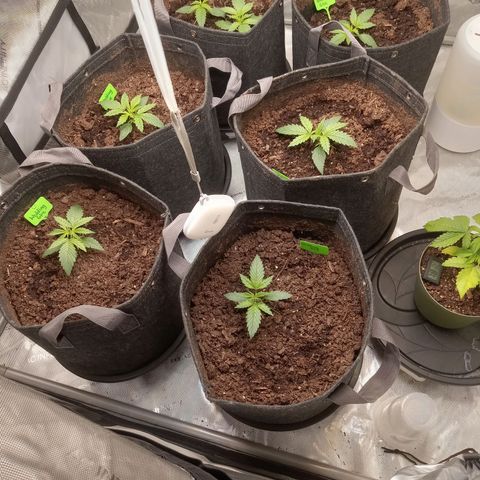 Wedding Glue Auto  growlog photo: Perfect recovery 