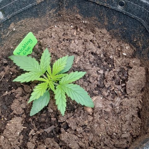 Wedding Glue Auto  growlog photo: Perfect recovery 