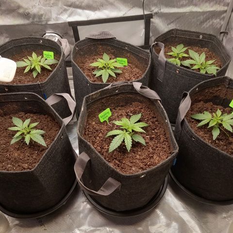 Wedding Glue Auto  growlog timeline photo